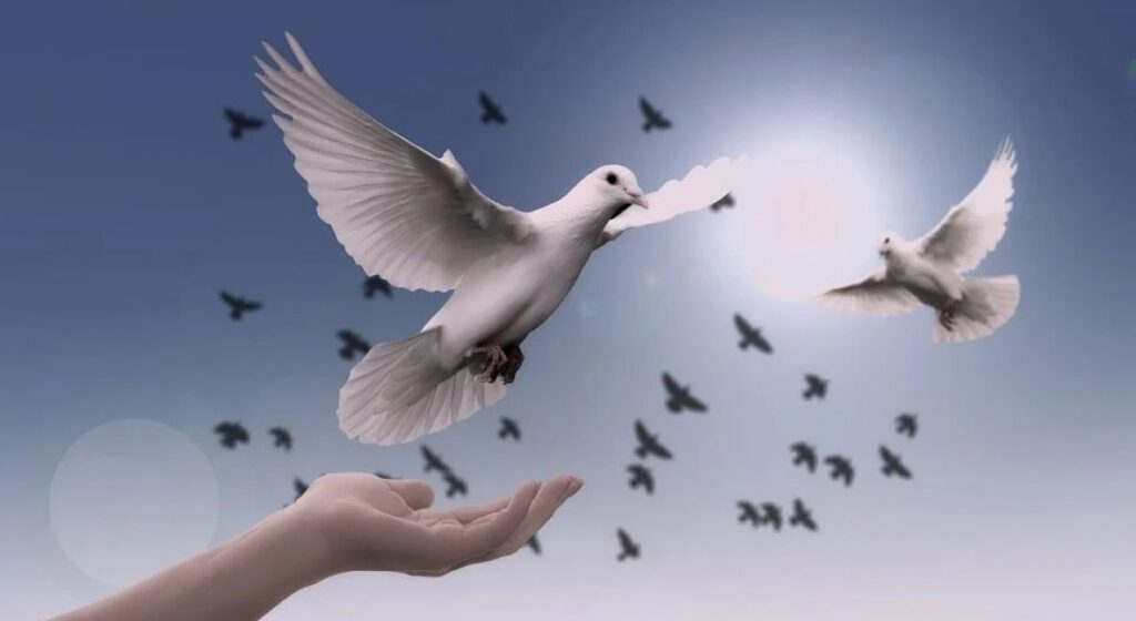 golubice ilustracija avg3 pb