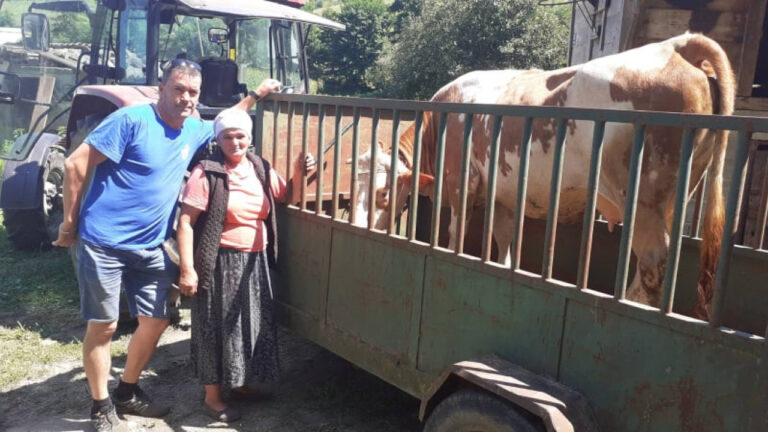Stigla krava u Šumatac: Sreći nane Semke nema kraja