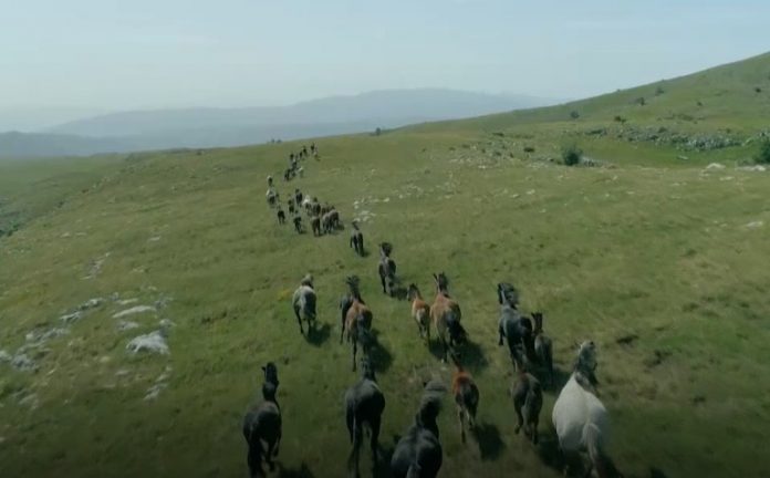 konji divljina 12 696x432 1