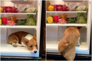 pas frizider foto instagram mix