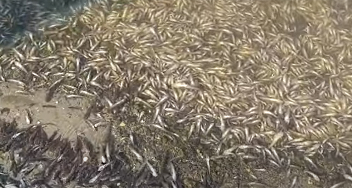 Pomor kakav se ne pamti: Na tone uginule ribe završilo na obali, mještani u strahu