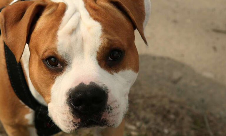 Američki staford napao dijete u BiH: Vlasnica jedva odvojila psa od djevojčice