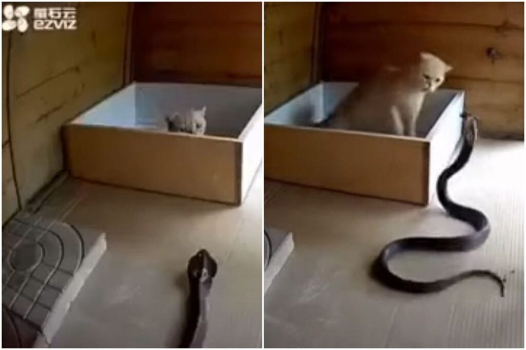 zmija macka kobra foto yt