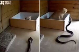 zmija macka kobra foto yt