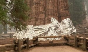 0fc0b8867b246da5ad2476a215355393