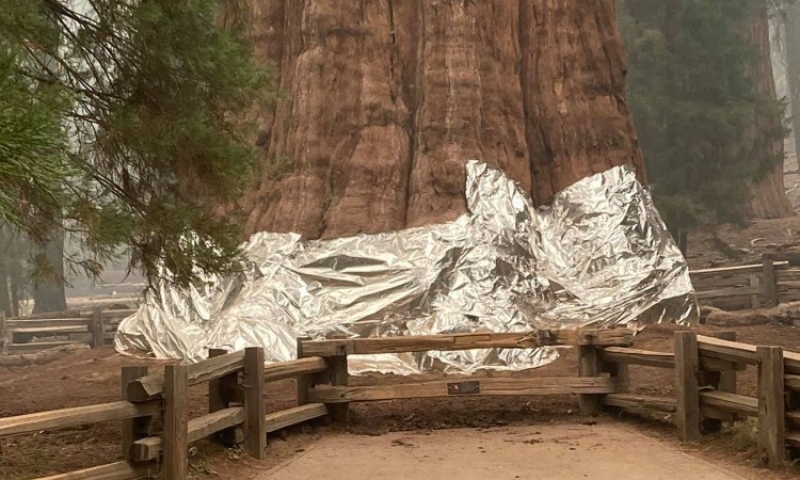 0fc0b8867b246da5ad2476a215355393