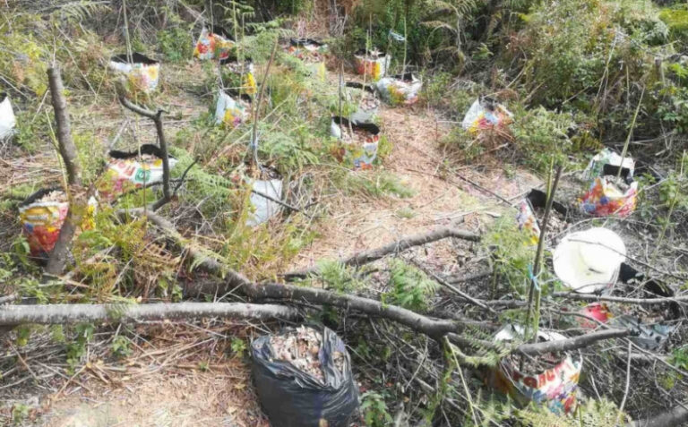 BiH: Zaplijenjeno 17,5 kilograma marihuane