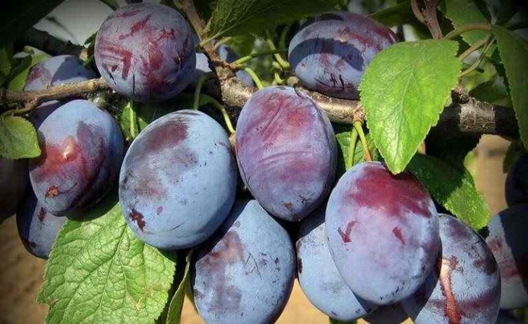 Šljiva je izvor zdravlja i energije, bogata je mineralima i vitaminima