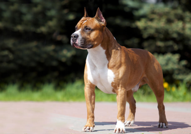 Pas izgrizao sedmogodišnje dijete