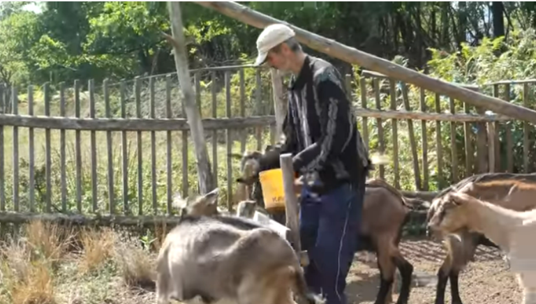Zahvaljujući kozama vratio dug za porodičnu kuću