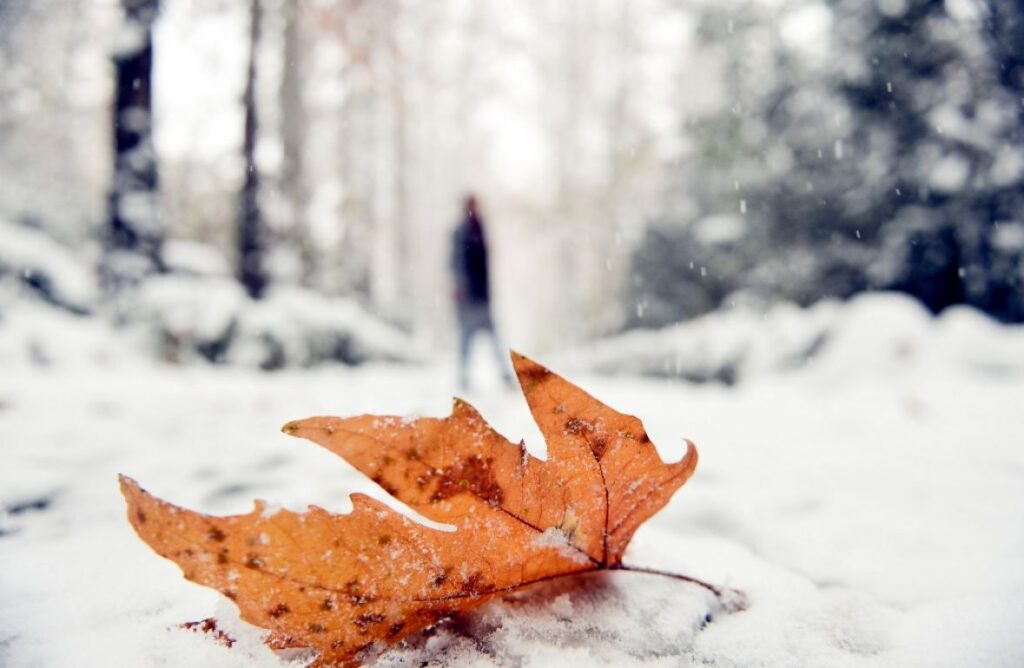 Snijeg Park Pahuljice Teheran Ljudi AA18