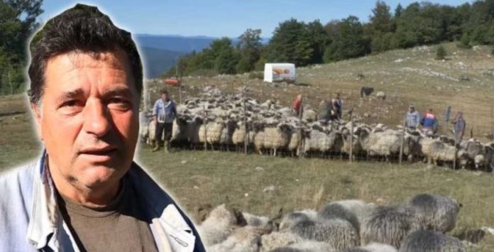 ante ovce biznis 696x355 1