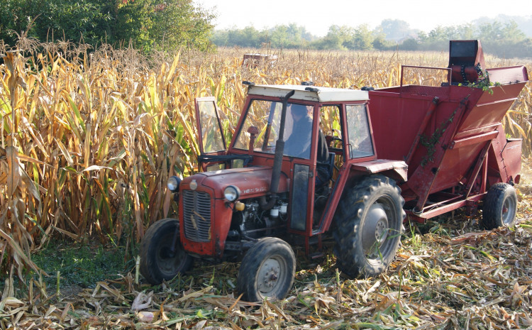 Počela berba kukuruza, gore je nego što se strahovalo: Vratio sam se iz Njemačke da ovo radim, a evo šta nam se desilo