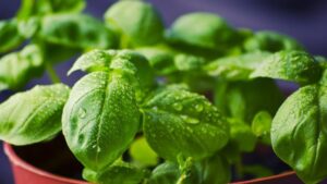 basil 932079 1920 750x423 1