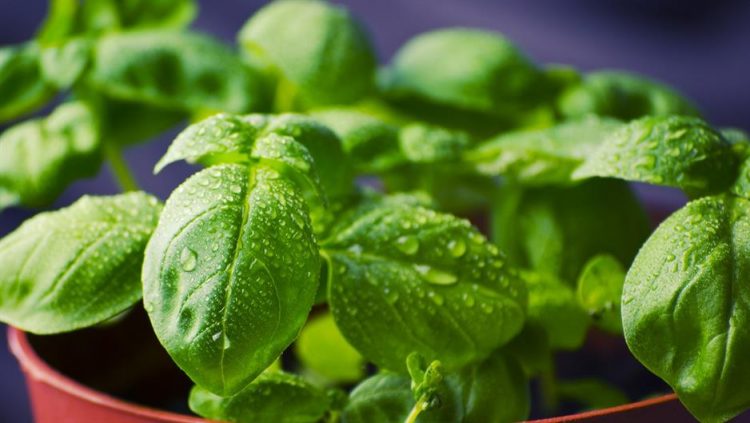 basil 932079 1920 750x423 1