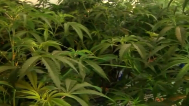 marihuana 213724 725x408 1