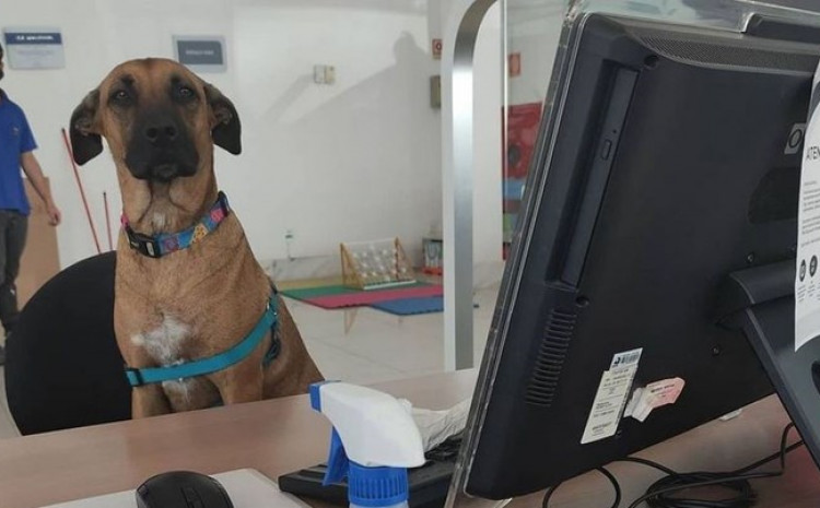 Pas lutalica dobio posao u autosalonu