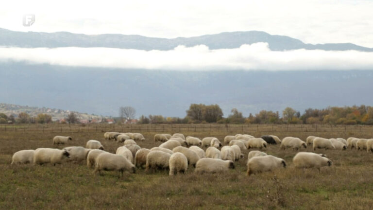 Godišnje deseci obole od bruceloze, koja može biti i smrtonosna