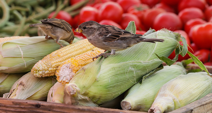 povrce kukuruz pijaca hrana pixsell