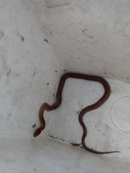 zmije u zagrebu foto facebook azil dumovec