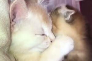 20211002132721 684073