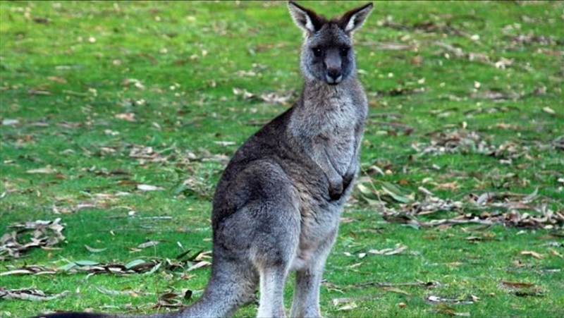 6caca1b303cdb15af9756b9740d9740a