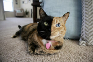 D53F6CBE FB3A 460D AF78 3BC45D7BE46C