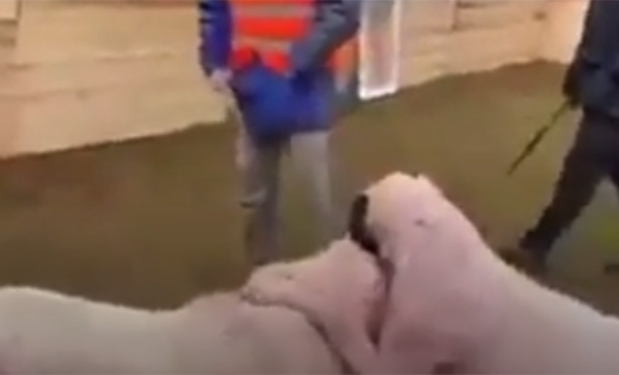 borba pasa sarajevo screenshot