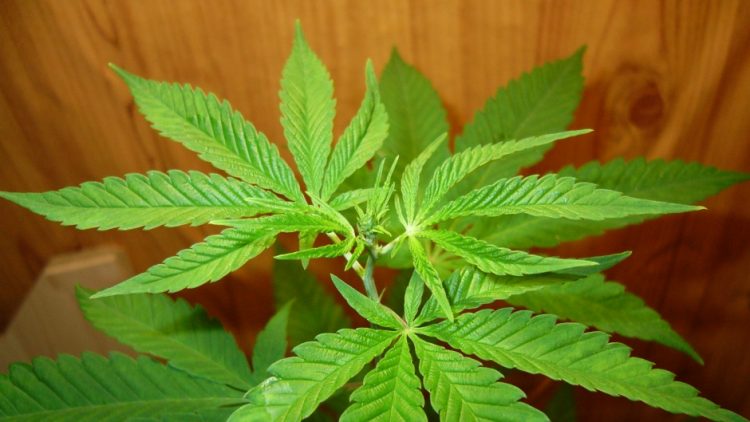 Luksemburg prva zemlja u Evropi koja legalizuje uzgoj i upotrebu kanabisa