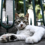 macke foto afp ozan kose 14 203853 725x483 1