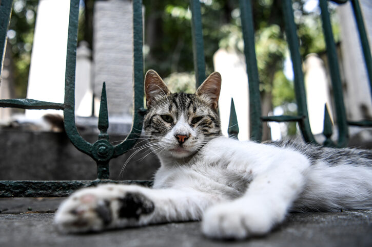 macke foto afp ozan kose 14 203853 725x483 1