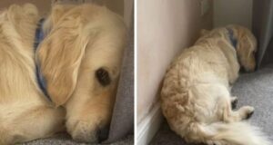 pas razbio igracku 696x372 1