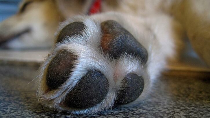 paw 697837 1920 241524 725x408 1