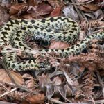 sarka zmija 12 696x523 1