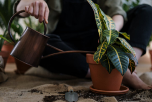 1637486126 cvijece 3