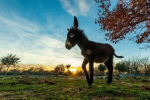 1637563974 magarac 750x500 1