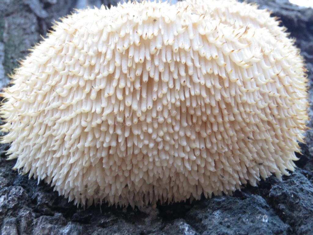 214CFBFB 787E 4379 AFF8 AE1A68E66EEB