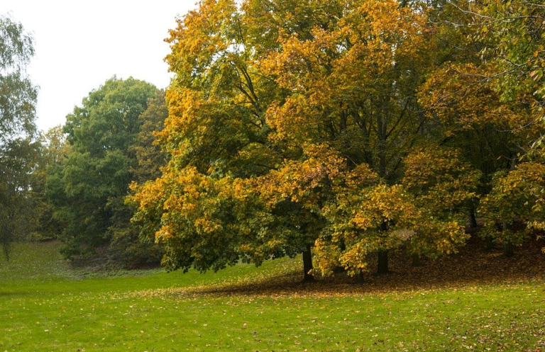 U gradskom parku silovana 15-godišnjakinja, osumnjičeno 12 mladića, svi na slobodi