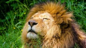 african lion 951778 1920 127112 750x422 1