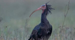 foto bentornato ibis facebook 1