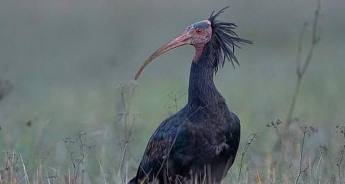 foto bentornato ibis facebook 1