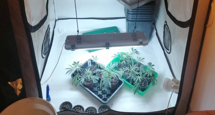 Enes iznajmio stan i pretvorio ga u “mini-fabriku” marihuane