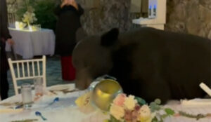 medvjed svadba screenshot