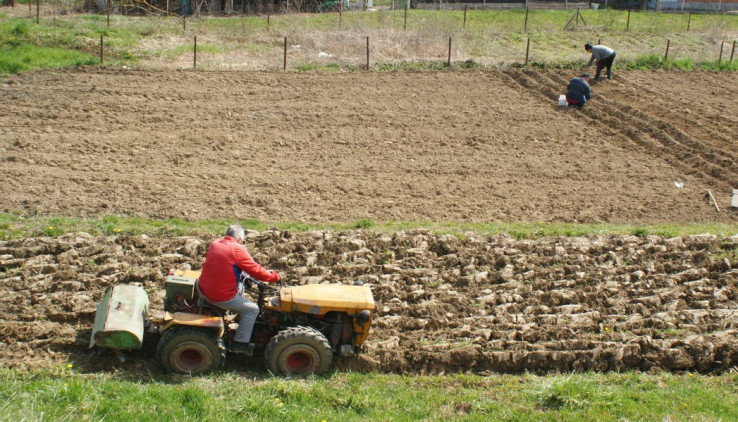 pandemijska sjetva avaz