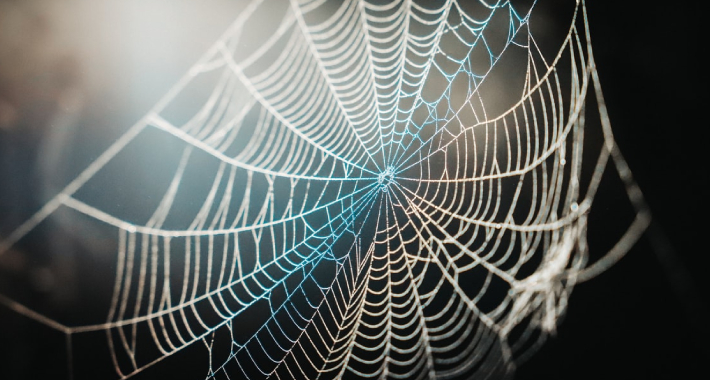 paukova mreza unsplash 1