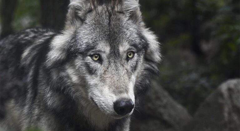 Udavio vuka golim rukama: Zvijer mu upala u tor sa 100 koza