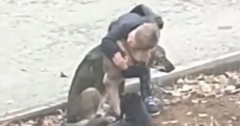 Dječak Ibrahim svojom naklonjenošću prema psima lutalicama osvojio društvene mreže
