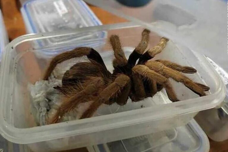 Spriječeno krijumčarenje tarantula i insekata u Njemačku