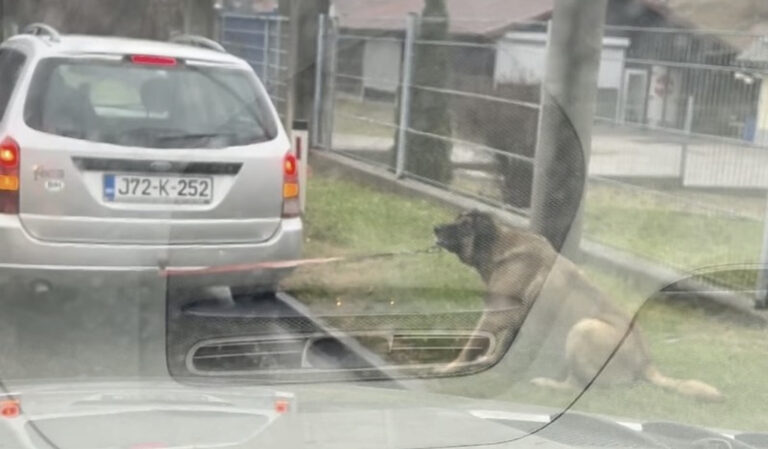 Tuzlak zgrozio javnost jer je psa zavezanog za automobil vukao po cesti