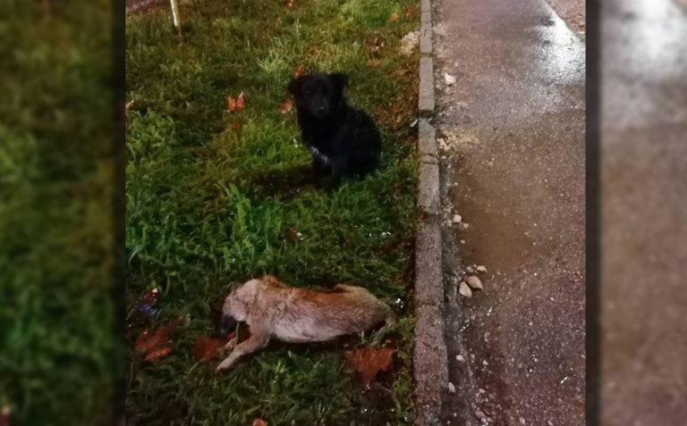 Prizor u BiH koji slama srce: “Jedan pas je mrtav, drugi pored njega kisne, ne želi da ga napusti”